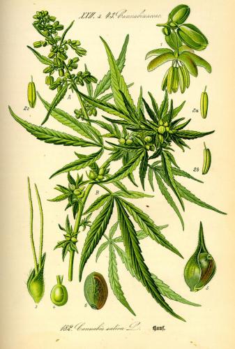 cbdsuisse-cbd-cannabisculture-cbdlife-cannabismedicinal-swisscbd-cannabis-marijuana-weed-hemp-swisscannabis-cannabislegal-swissmade-medicalmarijuana-cbdhemp-cbdhanf-swisshemp-13